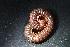  (Carinobolus sp.3 ARNF - DC0197)  @11 [ ] CreativeCommons  Attribution Non-Commercial Share-Alike (2024) Armand Richard Nzoko Fiemapong Institute of Biology University of Neuchâtel