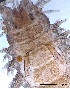  (Laeonereis acuta - DPDP-0216)  @11 [ ] No Rights Reserved (2015) Unspecified Unspecified