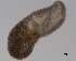  (Odhneria sp - DPDP-0309)  @11 [ ] No Rights Reserved (2016) Unspecified Unspecified