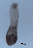  ( - DPDP-0334)  @11 [ ] No Rights Reserved (2016) Unspecified Unspecified