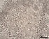  (Parvatrema sp - DPDP-0377)  @11 [ ] No Rights Reserved (2016) Unspecified Unspecified
