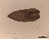  (Tetraphyllidea sp. 1 - DPDP-0476)  @11 [ ] No Rights Reserved (2016) Unspecified Unspecified