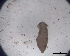  (Tetraphyllidea sp. 2 - DPDP-0500)  @11 [ ] No Rights Reserved (2016) Unspecified Unspecified