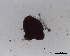  (Tetraphyllidea sp. 3 - DPDP-0505)  @11 [ ] No Rights Reserved (2016) Unspecified Unspecified