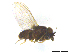  (Phyllomyza nudipalpis - Y8-1)  @11 [ ] CreativeCommons  Attribution Non-Commercial Share-Alike (2022) Unspecified Hennan Agricultural University