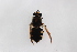  (Stratiomys laetimaculata - Str20190016)  @11 [ ] CreativeCommons  Attribution Non-Commercial Share-Alike (2021) zhang tingting Shandong Agricultural University