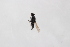  ( - Str20190109)  @11 [ ] CreativeCommons  Attribution Non-Commercial Share-Alike (2021) zhang tingting Shandong Agricultural University