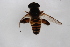  (Mallota vilis - Syr20190003)  @11 [ ] CreativeCommons  Attribution Non-Commercial Share-Alike (2021) zhang tingting Shandong Agricultural University