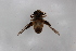  ( - Syr20190003)  @11 [ ] CreativeCommons  Attribution Non-Commercial Share-Alike (2021) zhang tingting Shandong Agricultural University