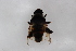  (Mallota viridiflavescentis - Syr20190031)  @11 [ ] CreativeCommons  Attribution Non-Commercial Share-Alike (2021) zhang tingting Shandong Agricultural University