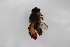  ( - Syr20200045)  @11 [ ] CreativeCommons  Attribution Non-Commercial Share-Alike (2021) zhang tingting Shandong Agricultural University