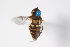  (Syrphus nigrilinearus - Syr20210045)  @11 [ ] CreativeCommons  Attribution Non-Commercial Share-Alike (2021) zhang tingting Shandong Agricultural University