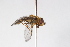  ( - Syr20210045)  @11 [ ] CreativeCommons  Attribution Non-Commercial Share-Alike (2021) zhang tingting Shandong Agricultural University