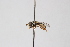  ( - Syr20210203)  @11 [ ] CreativeCommons  Attribution Non-Commercial Share-Alike (2021) zhang tingting Shandong Agricultural University