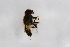  ( - Syr20210625)  @11 [ ] CreativeCommons  Attribution Non-Commercial Share-Alike (2021) zhang tingting Shandong Agricultural University