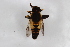  (Helophilus virgatus - Syr20210653)  @11 [ ] CreativeCommons  Attribution Non-Commercial Share-Alike (2021) zhang tingting Shandong Agricultural University