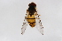  (Episyrphus balteatus - Syr20211193)  @14 [ ] CreativeCommons  Attribution Non-Commercial Share-Alike (2021) zhang tingting Shandong Agricultural University