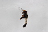  ( - Syr20211212)  @11 [ ] CreativeCommons  Attribution Non-Commercial Share-Alike (2021) zhang tingting Shandong Agricultural University