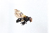  ( - Syr20211304)  @11 [ ] CreativeCommons  Attribution Non-Commercial Share-Alike (2021) zhang tingting Shandong Agricultural University