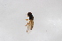  ( - Syr20212178)  @11 [ ] CreativeCommons  Attribution Non-Commercial Share-Alike (2021) zhang tingting Shandong Agricultural University