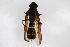 (Doros conopseus - Syr20212187)  @11 [ ] CreativeCommons  Attribution Non-Commercial Share-Alike (2021) zhang tingting Shandong Agricultural University