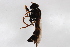  ( - Syr20212187)  @11 [ ] CreativeCommons  Attribution Non-Commercial Share-Alike (2021) zhang tingting Shandong Agricultural University