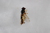  ( - Syr20212284)  @11 [ ] CreativeCommons  Attribution Non-Commercial Share-Alike (2021) zhang tingting Shandong Agricultural University