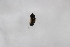  ( - Syr20212290)  @11 [ ] CreativeCommons  Attribution Non-Commercial Share-Alike (2021) zhang tingting Shandong Agricultural University
