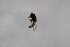  ( - Syr20212290)  @11 [ ] CreativeCommons  Attribution Non-Commercial Share-Alike (2021) zhang tingting Shandong Agricultural University
