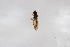 ( - Syr20212334)  @11 [ ] CreativeCommons  Attribution Non-Commercial Share-Alike (2021) zhang tingting Shandong Agricultural University