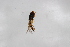  ( - Syr20212335)  @11 [ ] CreativeCommons  Attribution Non-Commercial Share-Alike (2021) zhang tingting Shandong Agricultural University