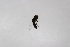  ( - Syr20212341)  @11 [ ] CreativeCommons  Attribution Non-Commercial Share-Alike (2021) zhang tingting Shandong Agricultural University