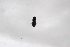  ( - Syr20212343)  @11 [ ] CreativeCommons  Attribution Non-Commercial Share-Alike (2021) zhang tingting Shandong Agricultural University