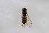  ( - Syr20212384)  @11 [ ] CreativeCommons  Attribution Non-Commercial Share-Alike (2021) zhang tingting Shandong Agricultural University