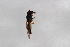  ( - Syr20212384)  @11 [ ] CreativeCommons  Attribution Non-Commercial Share-Alike (2021) zhang tingting Shandong Agricultural University