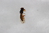  ( - Syr20212388)  @11 [ ] CreativeCommons  Attribution Non-Commercial Share-Alike (2021) zhang tingting Shandong Agricultural University