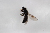  ( - Syr20212391)  @11 [ ] CreativeCommons  Attribution Non-Commercial Share-Alike (2021) zhang tingting Shandong Agricultural University