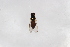  ( - Syr20212429)  @11 [ ] CreativeCommons  Attribution Non-Commercial Share-Alike (2021) zhang tingting Shandong Agricultural University