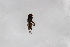  ( - Syr20212430)  @11 [ ] CreativeCommons  Attribution Non-Commercial Share-Alike (2021) zhang tingting Shandong Agricultural University