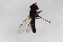  ( - Syr20212519)  @11 [ ] CreativeCommons  Attribution Non-Commercial Share-Alike (2021) zhang tingting Shandong Agricultural University