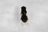  (Cheilosia kozlovi - Syr20212537)  @11 [ ] CreativeCommons  Attribution Non-Commercial Share-Alike (2021) zhang tingting Shandong Agricultural University