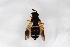  (Chrysotoxum sibiricum - Syr20212573)  @11 [ ] CreativeCommons  Attribution Non-Commercial Share-Alike (2021) zhang tingting Shandong Agricultural University