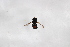  ( - Syr20212885)  @11 [ ] CreativeCommons  Attribution Non-Commercial Share-Alike (2021) zhang tingting Shandong Agricultural University