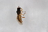  ( - Syr20212908)  @11 [ ] CreativeCommons  Attribution Non-Commercial Share-Alike (2021) zhang tingting Shandong Agricultural University