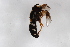  ( - Syr20212917)  @11 [ ] CreativeCommons  Attribution Non-Commercial Share-Alike (2021) zhang tingting Shandong Agricultural University