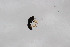  ( - Syr20213033)  @11 [ ] CreativeCommons  Attribution Non-Commercial Share-Alike (2021) zhang tingting Shandong Agricultural University
