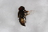  ( - Syr20213561)  @11 [ ] CreativeCommons  Attribution Non-Commercial Share-Alike (2021) zhang tingting Shandong Agricultural University