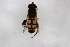  (Rhinotropidia - Syr20213619)  @11 [ ] CreativeCommons  Attribution Non-Commercial Share-Alike (2021) zhang tingting Shandong Agricultural University