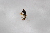 ( - Syr20213645)  @11 [ ] CreativeCommons  Attribution Non-Commercial Share-Alike (2021) zhang tingting Shandong Agricultural University