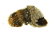  ( - BCC2010-064)  @14 [ ] CreativeCommons - Attribution (2010) CBG Photography Group Centre for Biodiversity Genomics